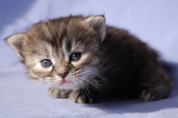 Qeshewa, 3 Wochen.jpg